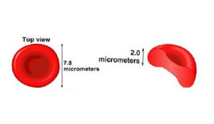 آزمایشگاه تشخیص طبی در اصفهان ، آزمایش زگیل تناسلی ، آزمایشات بارداری در اصفهان ، بهترین آزمایشگاه در اصفهان ، آزمایش hpv در اصفهان ، آزمایش کبد چرب ، بهترین آزمایشگاه اصفهان